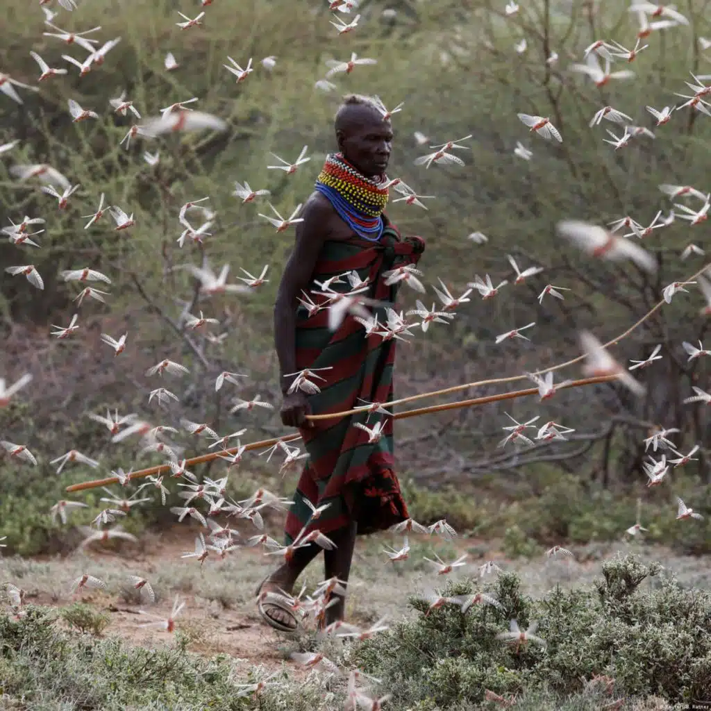 Coronavirus Special Podcast #29 | COVID-19 and locust plague threaten food security in East Africa