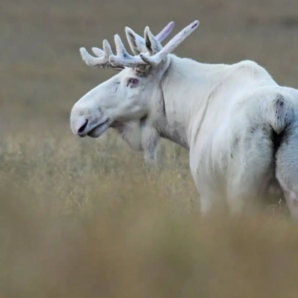 موجز بعدد من أنباء بداية الاسبوع الثامن عشر
