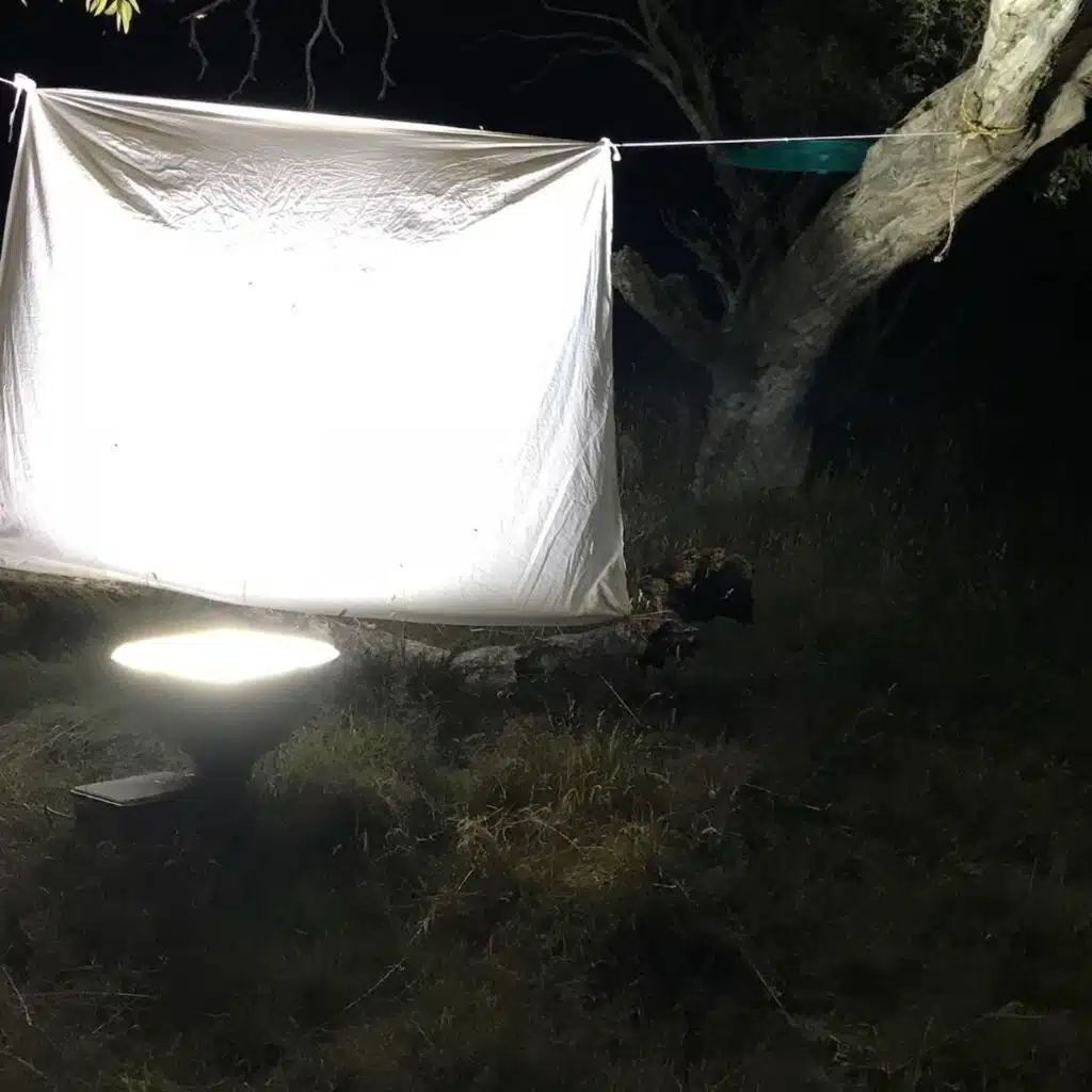 Vintergatan leder fjärilarna rätt