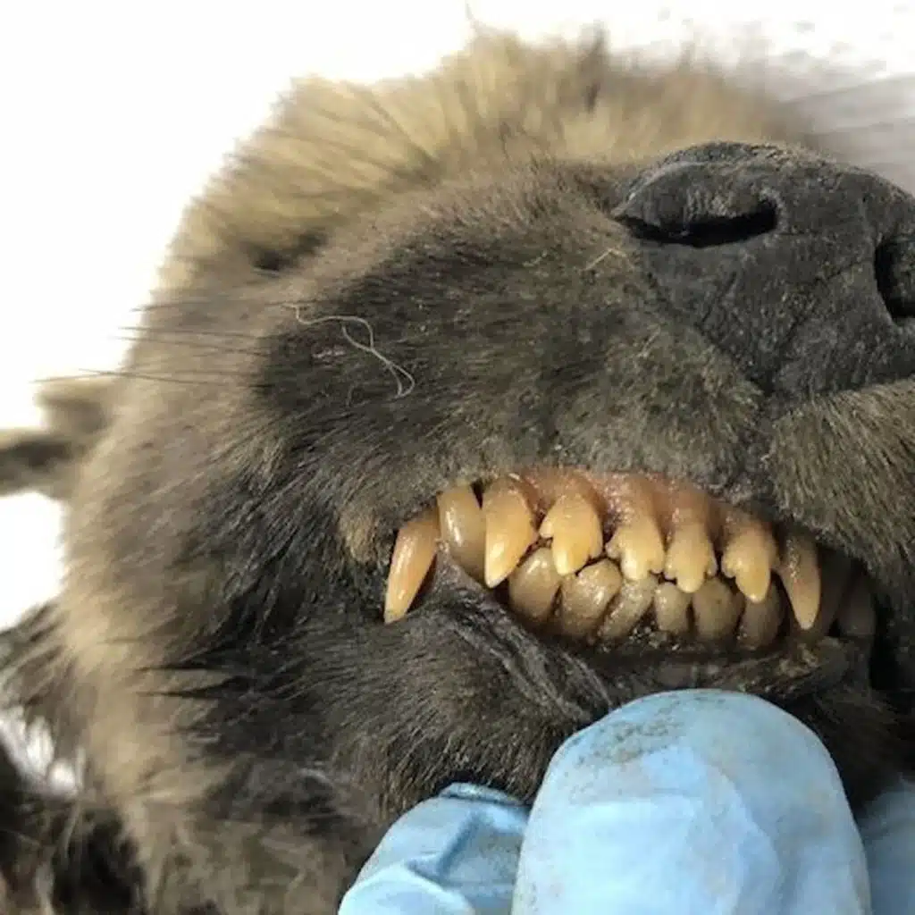 18 000 år gammalt varggrin som nytt