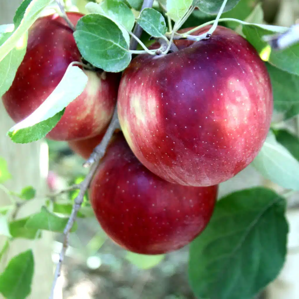 Finding lost apples brings Washingtonians together