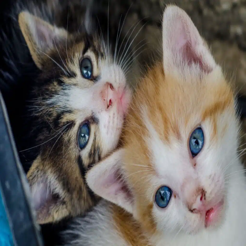 Pete The Vet Answers Your Pet Queries