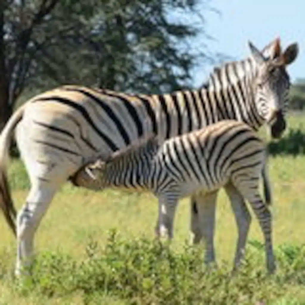 Carabi Ta'izzi-Adeni - "Labada Wadiiqo".mp3