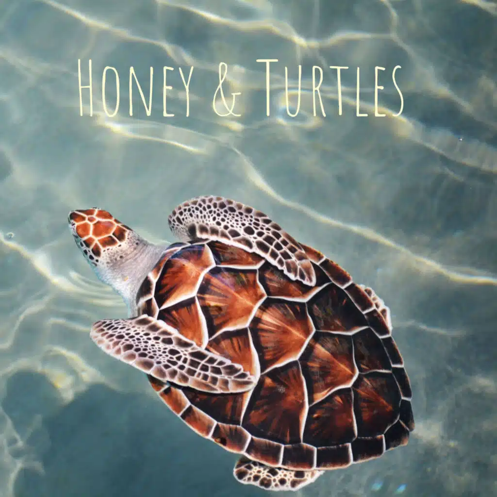 Honey & Turtles 