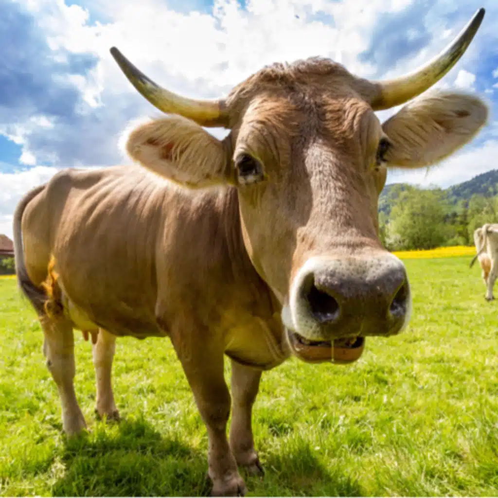 Random Animal Facts #1