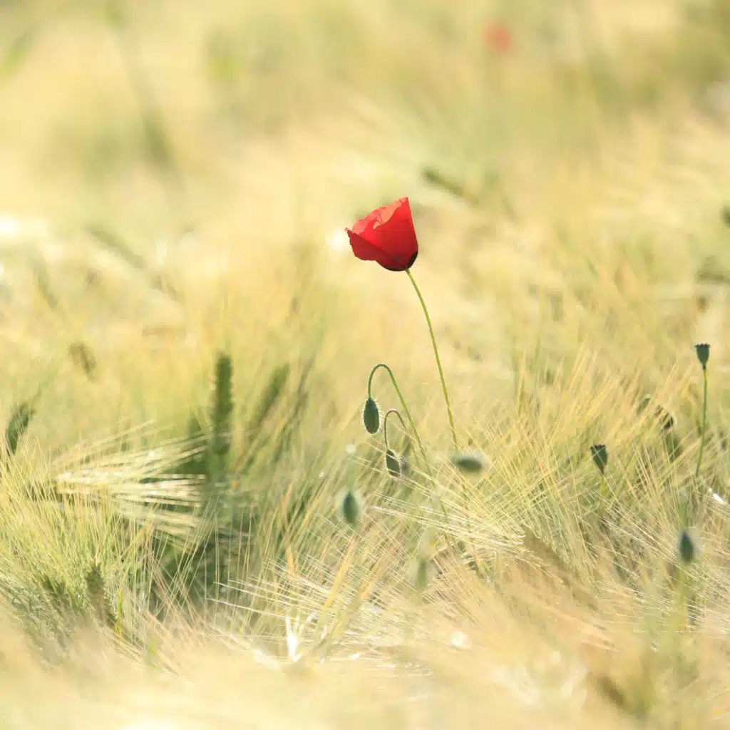 Nguyễn Hải Đăng