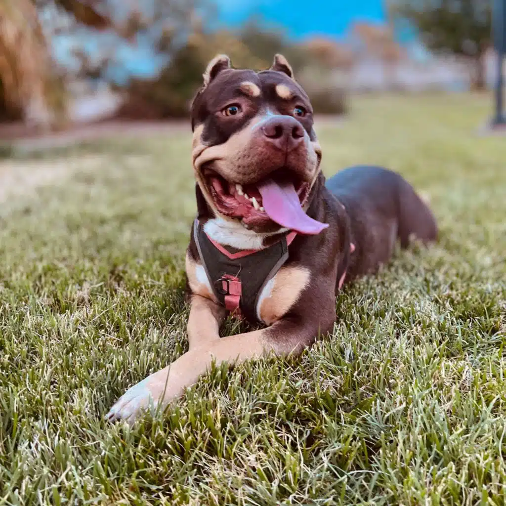 Francisco M Federico & AGS