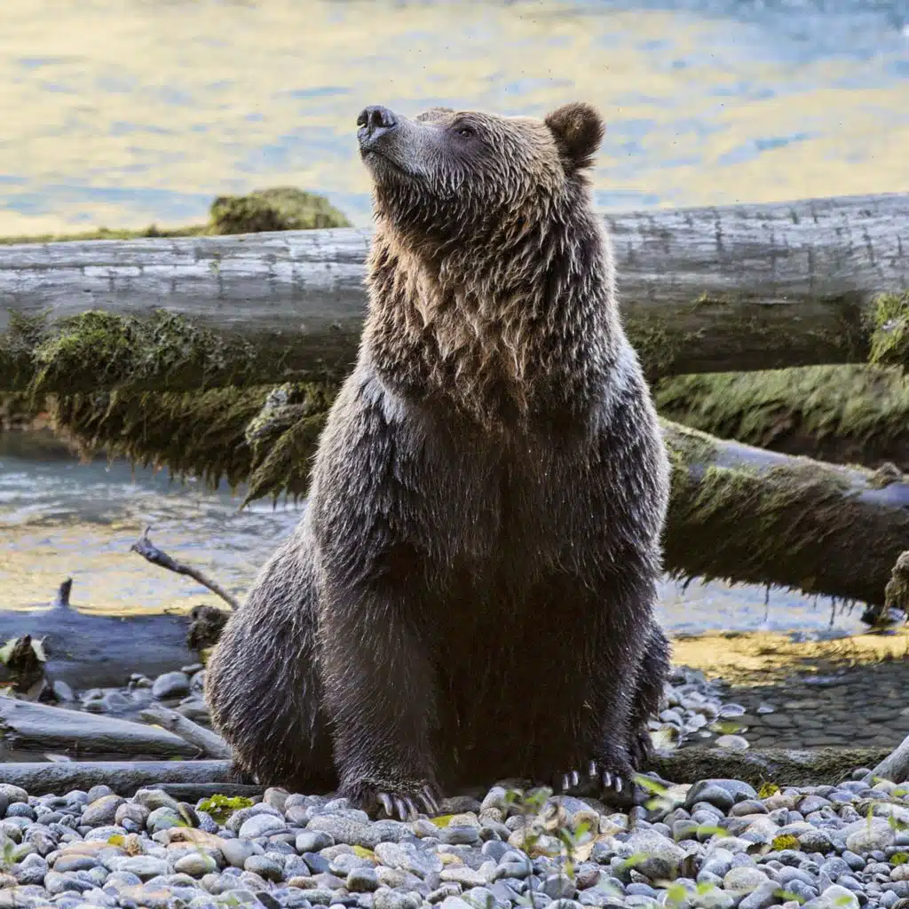 FE4.5 - Model Citizens: Bearly Legal (Part 2)