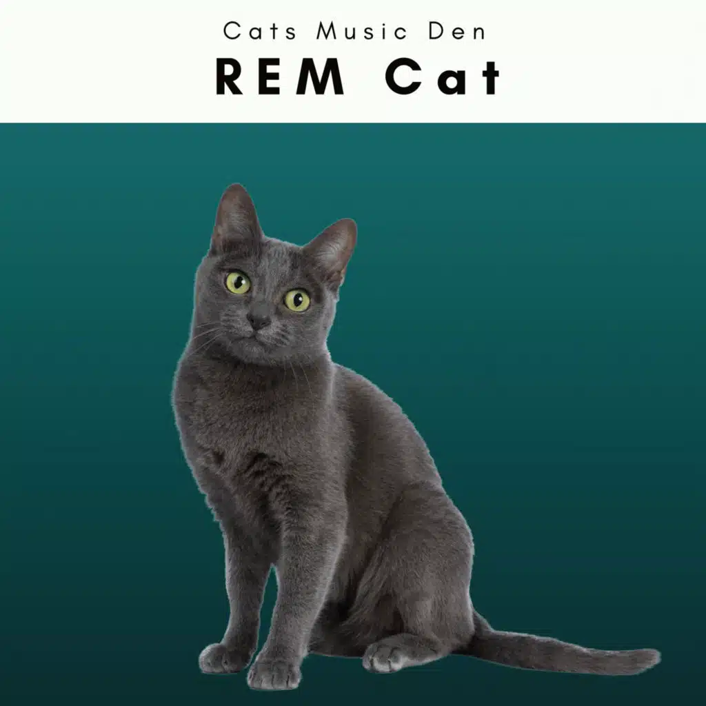 Rain Drops Music for Cats (feat. Cat Music & Sleep Cat)