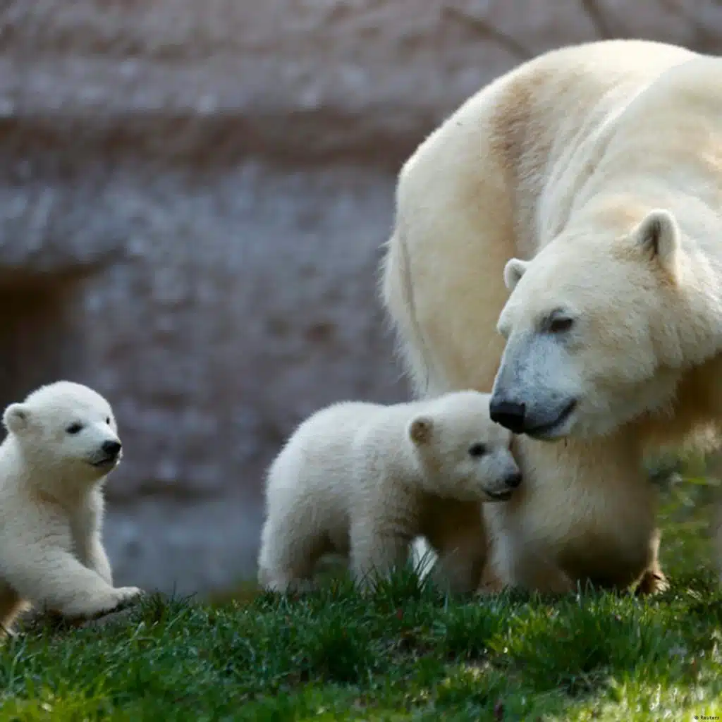 Lektion 43: At the zoo – Im Zoo