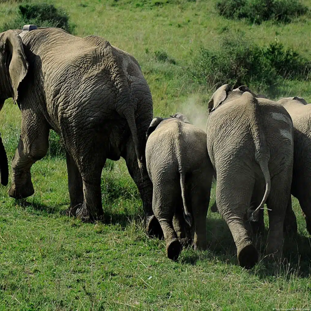 Lektion 68: big - small – groß - klein