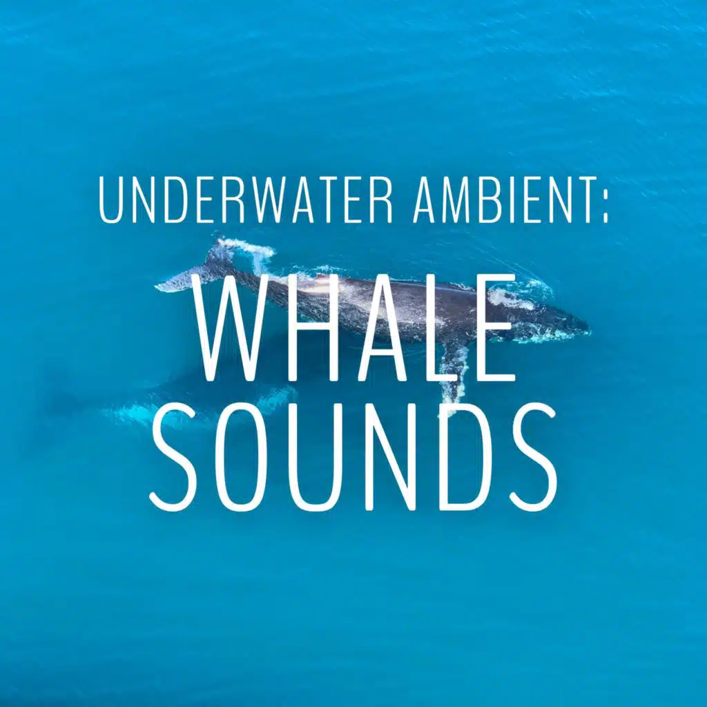 Ocean Whale Song