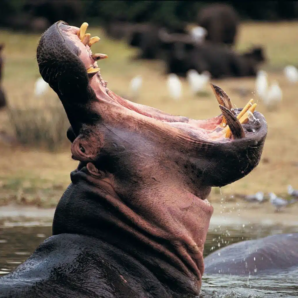 "I was swallowed by a hippo"