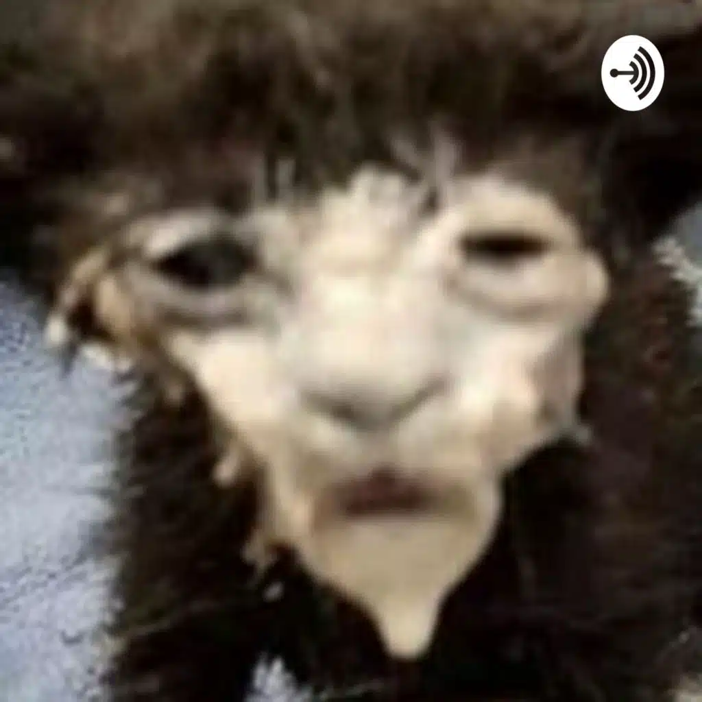 Huh what am I even doing 