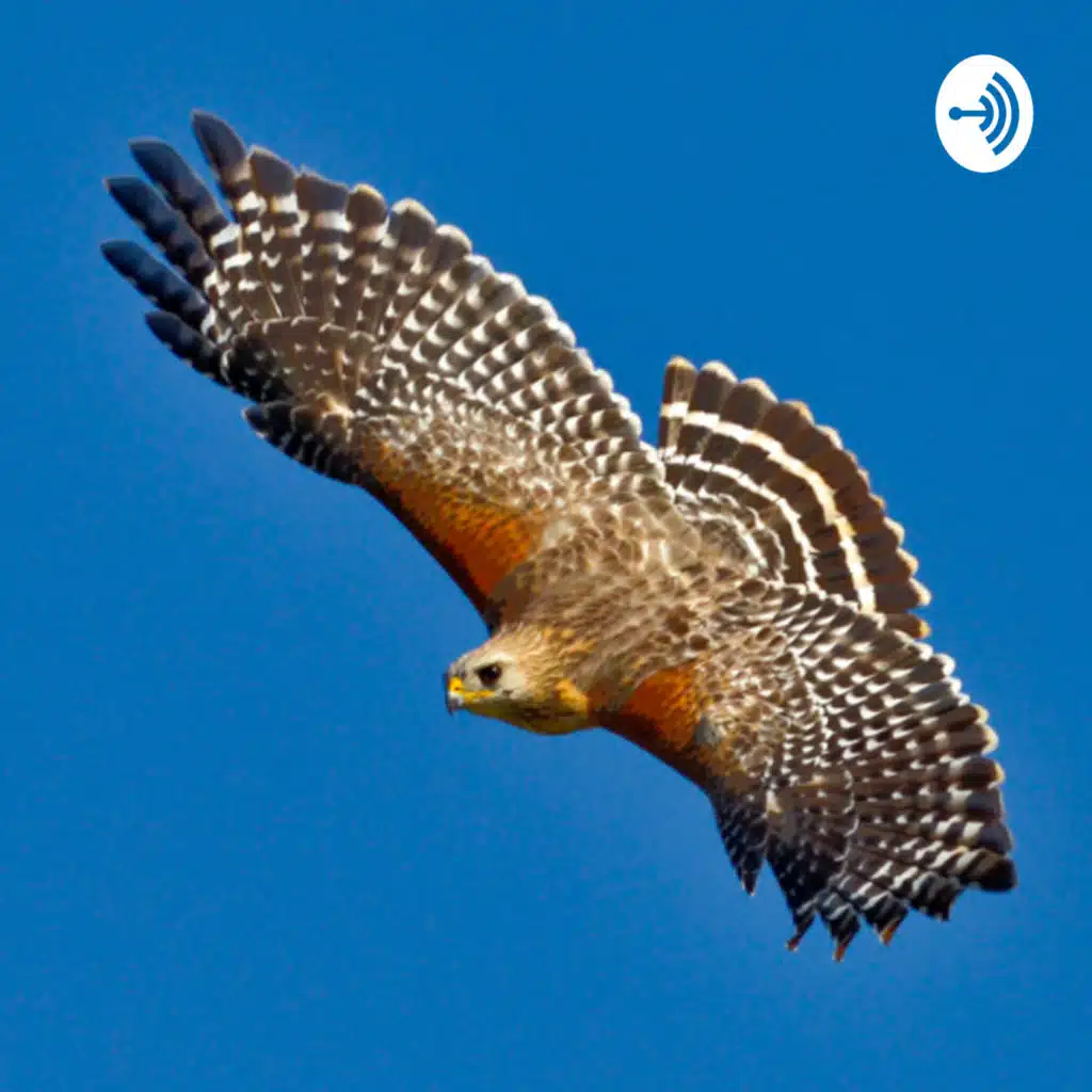 Red Tailed Hawks screeching in the distance