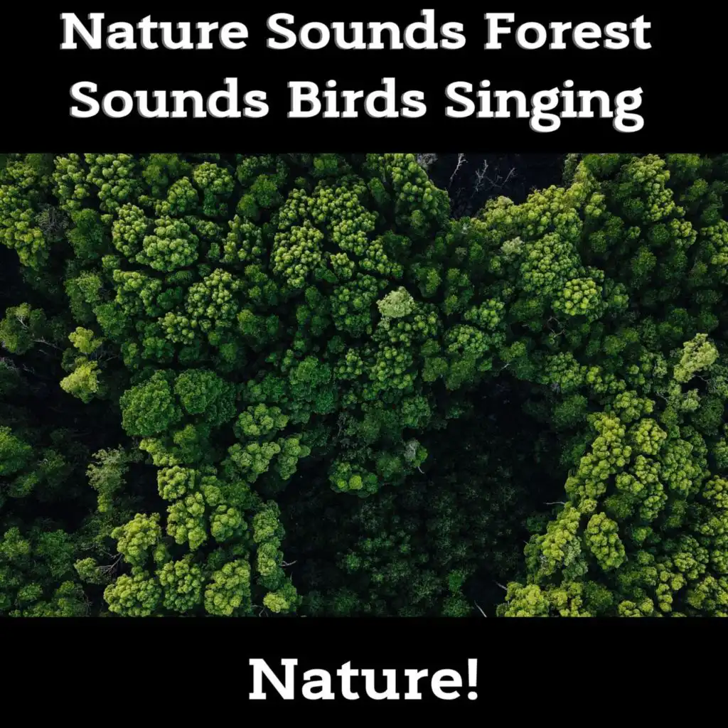 Nature Sounds Forest Sounds Birds Singing