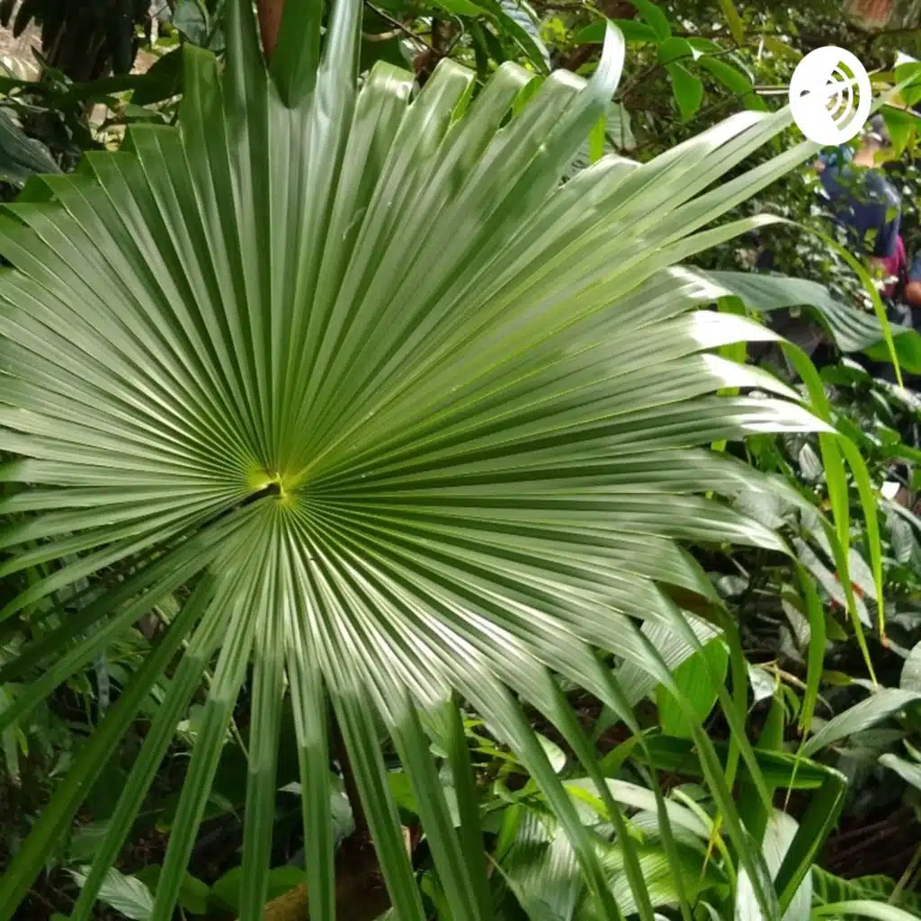 Agoraphobia and Social Phobia, the Differences