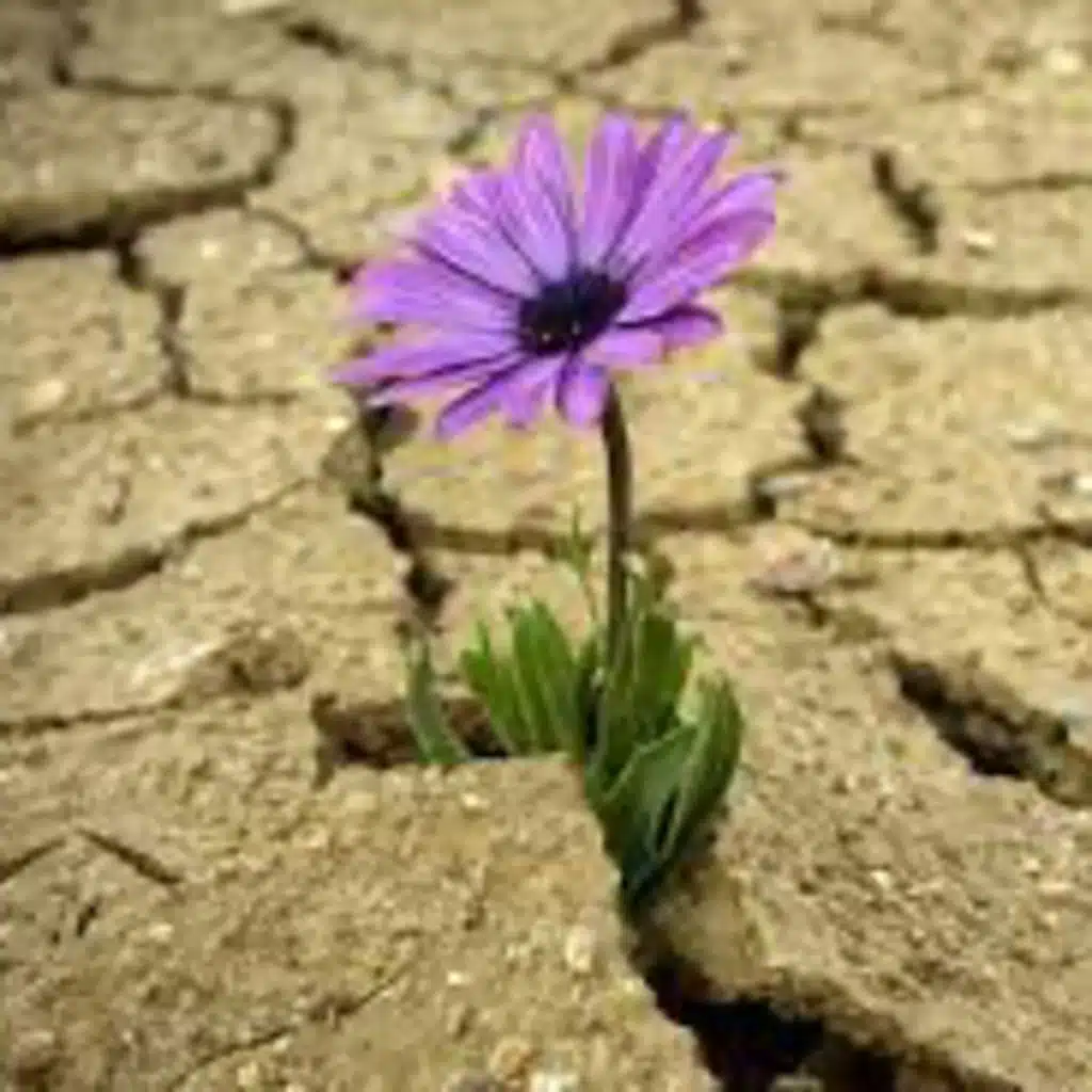 ဒူပေနာပေခံနိုင်ရည်