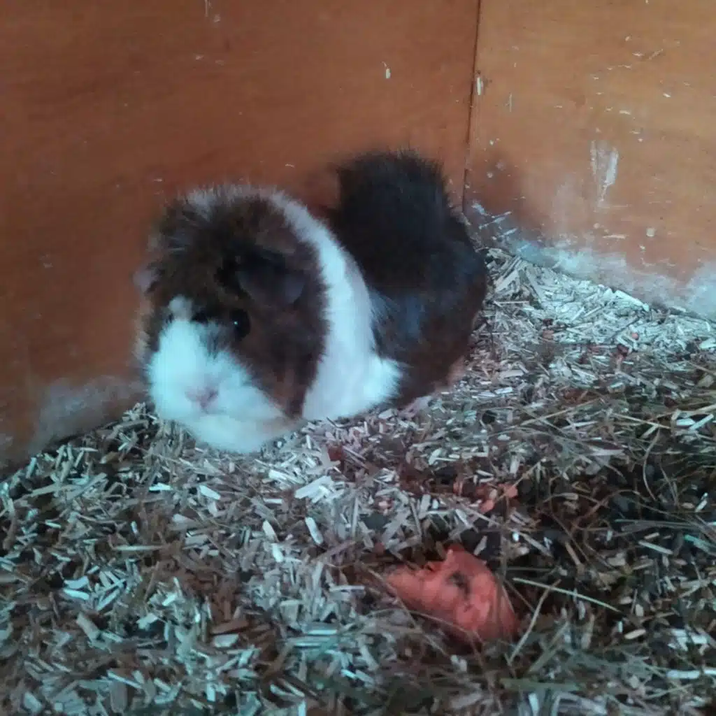 Neues Meerschweinchen+ dummes Gelaber 