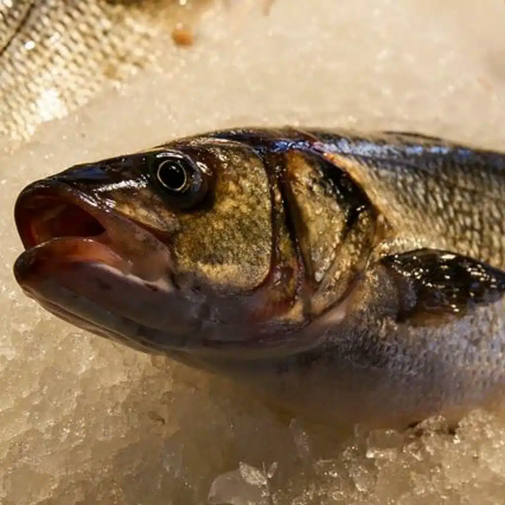 Episódio 123 ter sangue na guelra