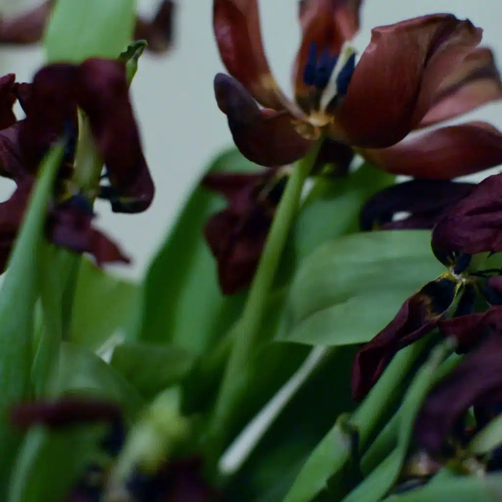 Tulips Mortuus Part 2