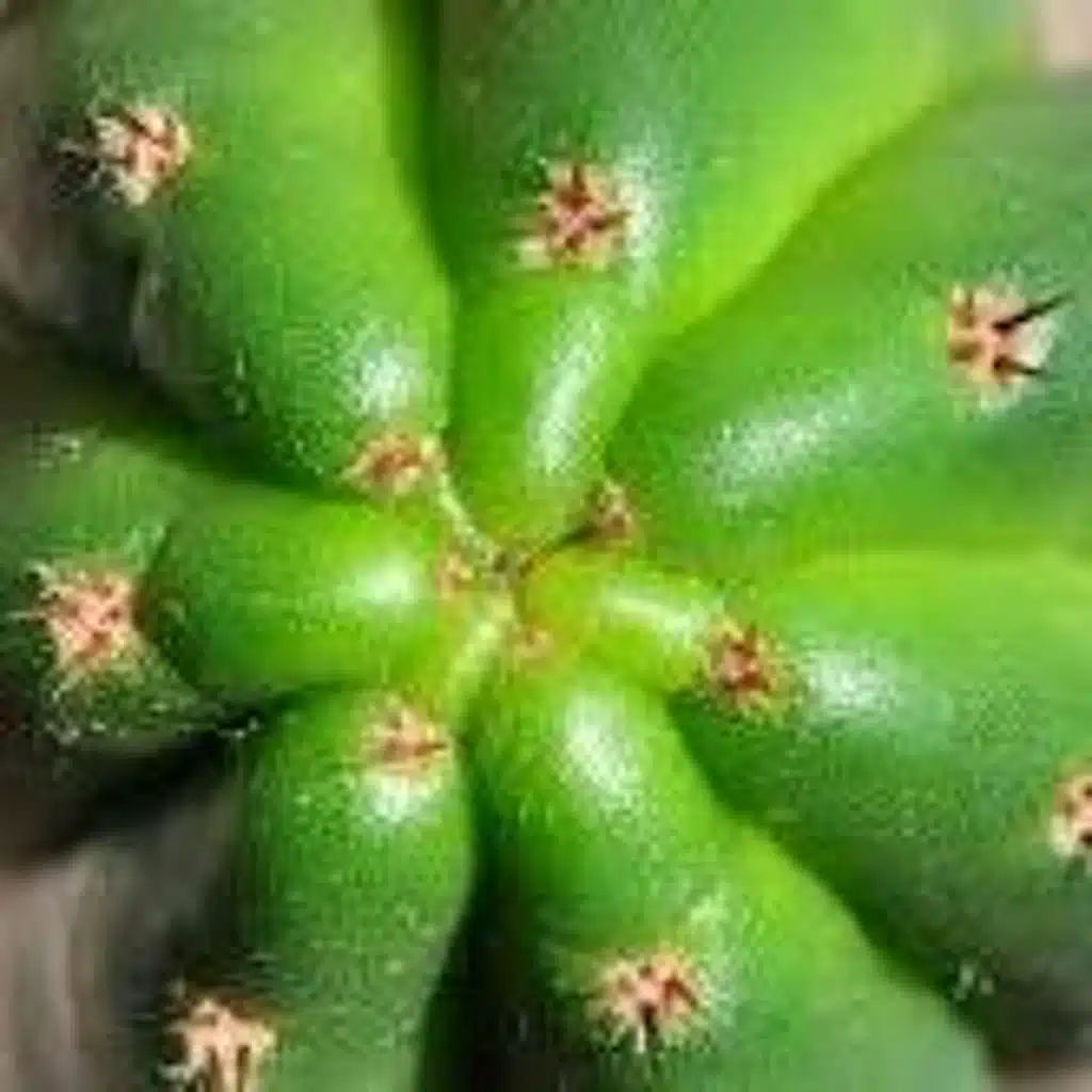 Echinopsis pachanoi