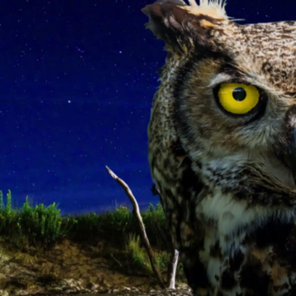 The Night Owl News - May 10, 2022