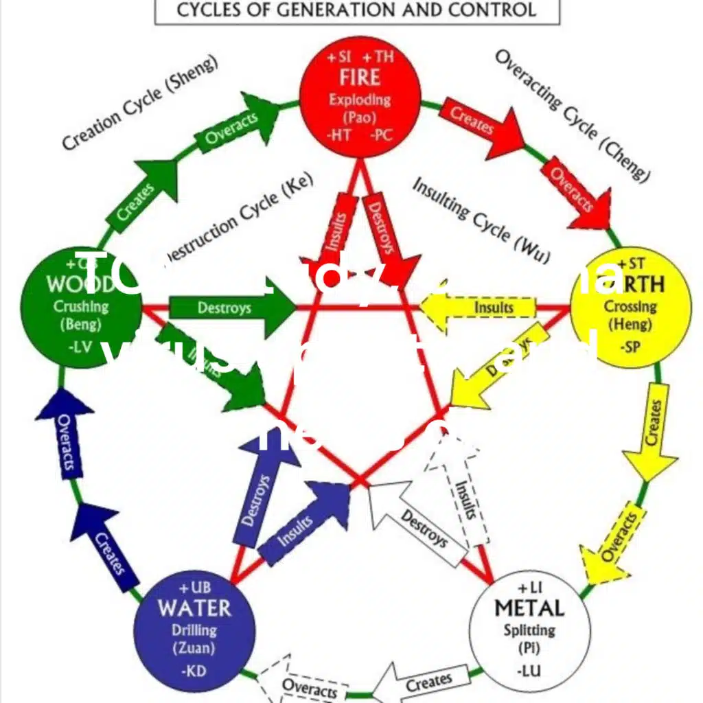 ZANG FU-臓腑-The Organ Systems of Traditional Chinese Medicine Chapter 1 