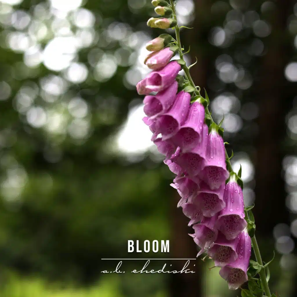 Bloom