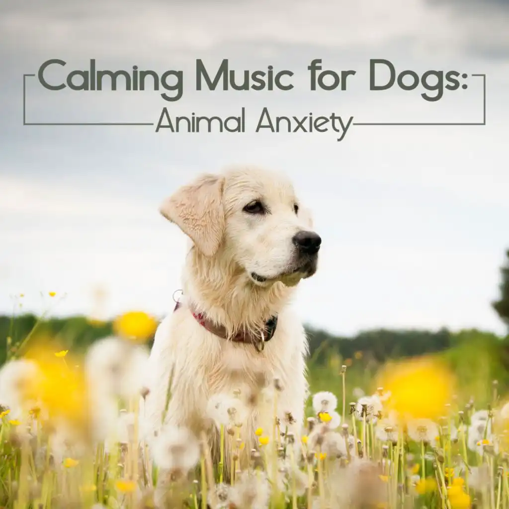 Comfort and Happiness