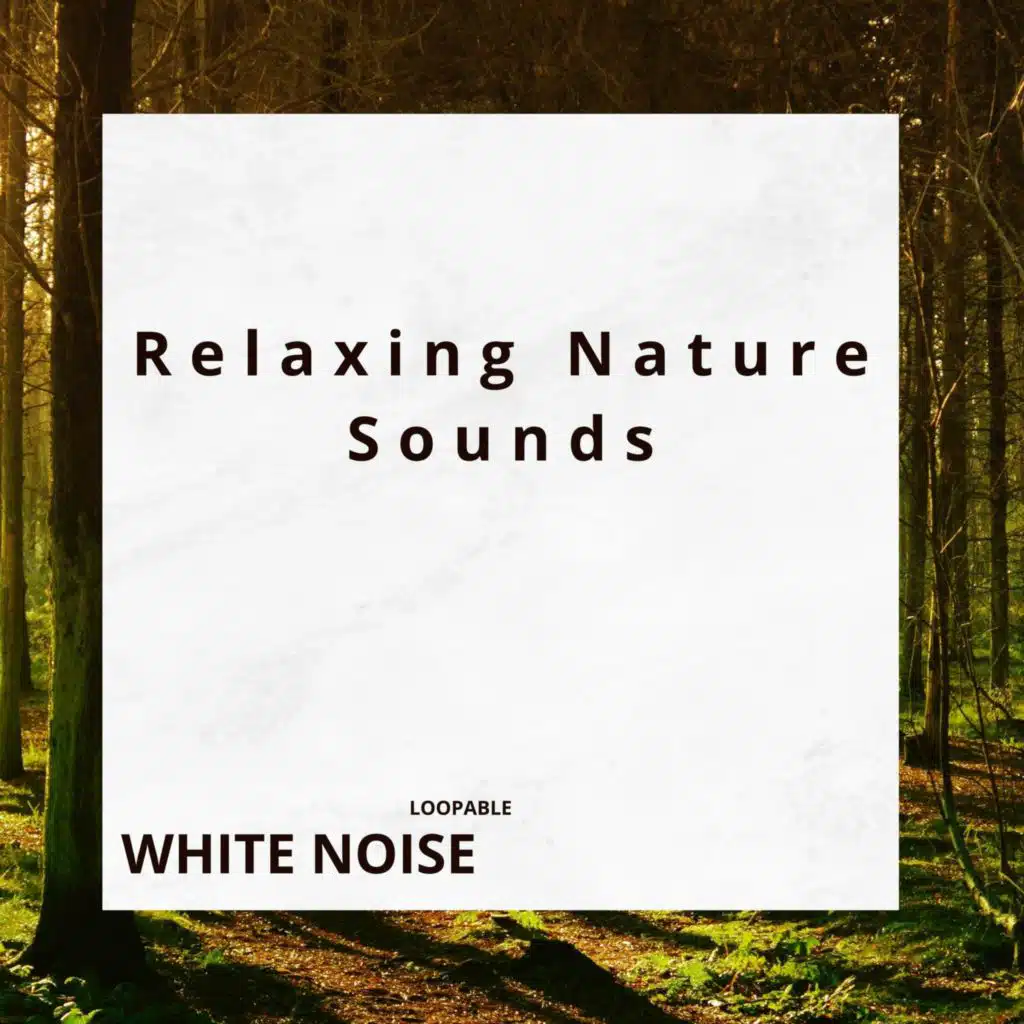 Summer Forests Calming Noise, White Noise (Loopable)