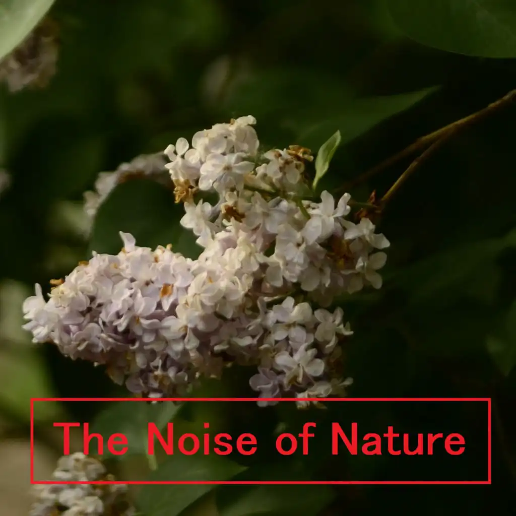 The Noise of Nature