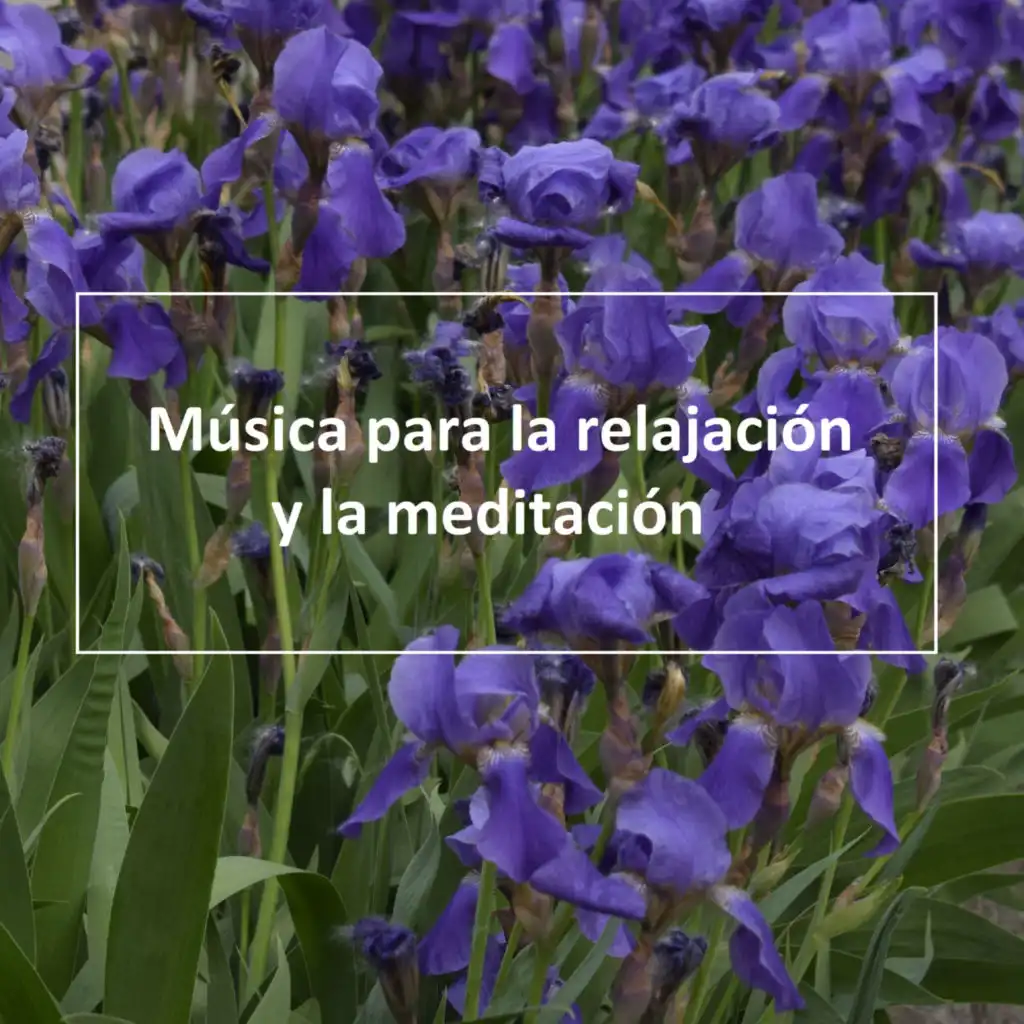 Música para la relajación y la meditación