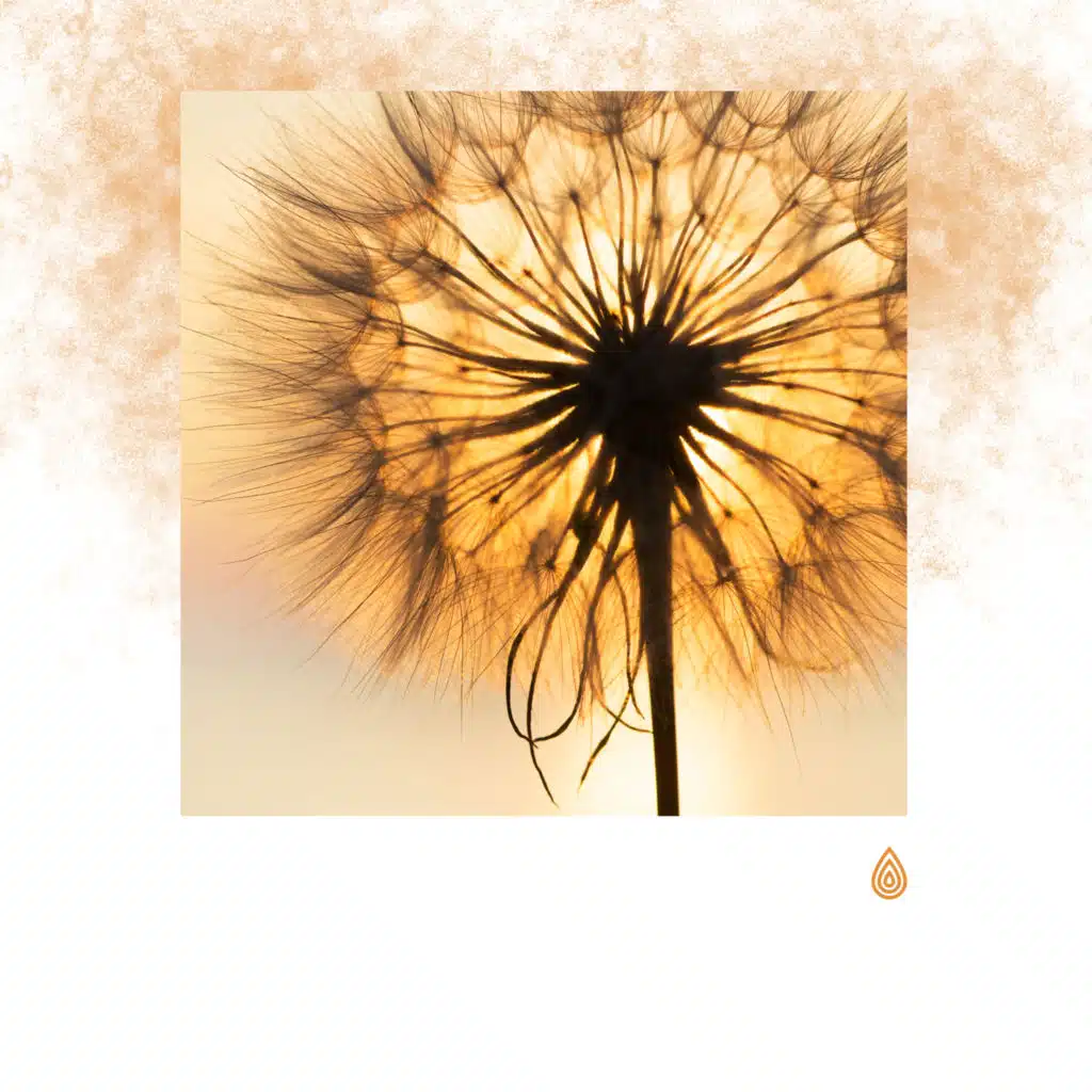 Vibrations pour le Lounge Brésilien de la Terre