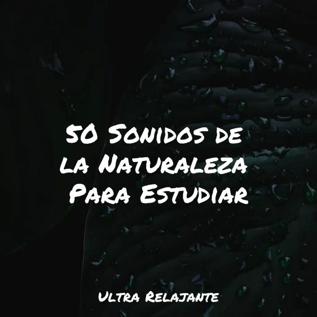 Meditación De Lluvias Calmantes
