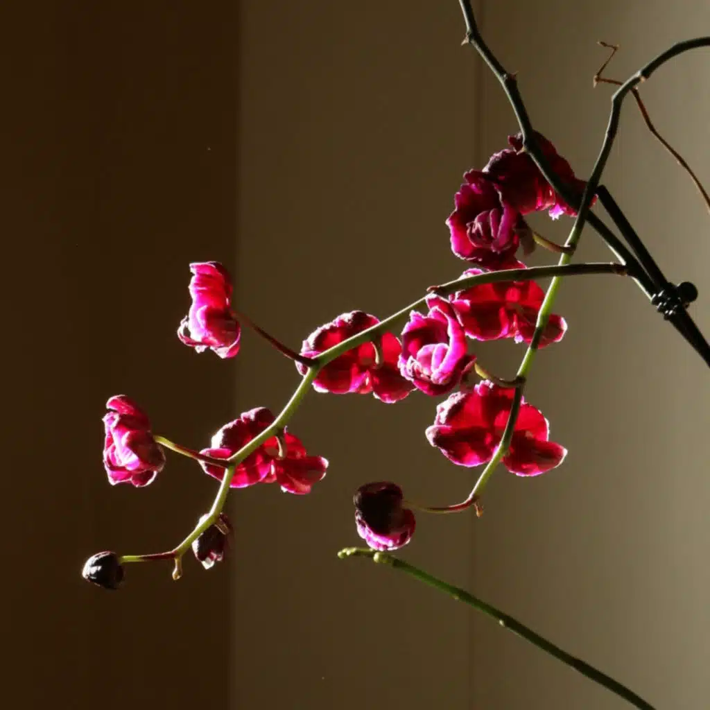 Yotam Avni & Karen Vogt