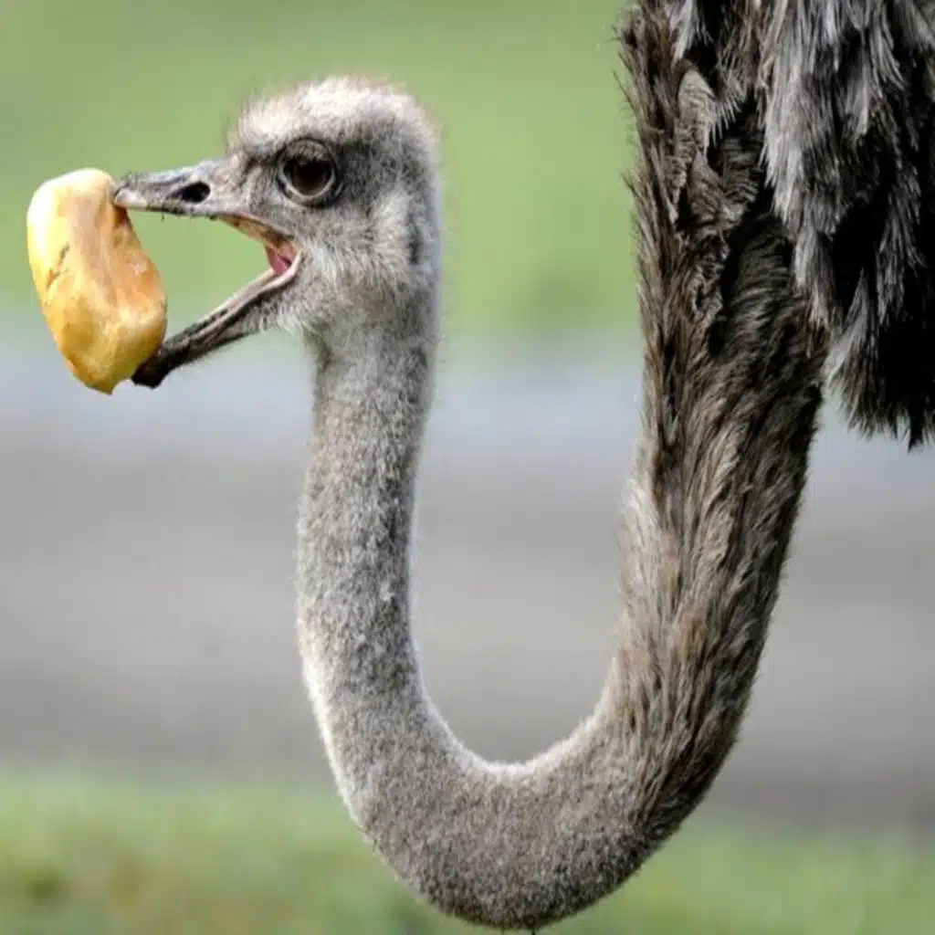 Weekly Expression #83 – Estômago de Avestruz