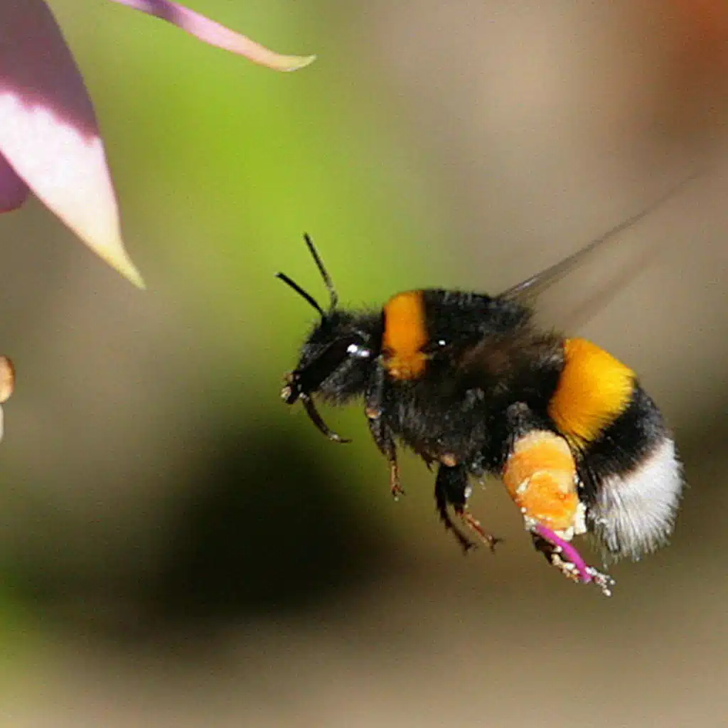 TNFD executive director talks new nature disclosure framework