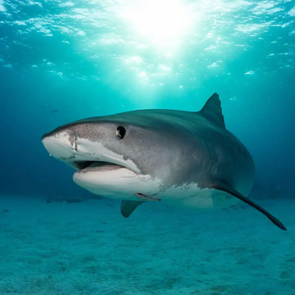 Pourquoi le cinéma a-t-il fait tant de mal aux requins ?