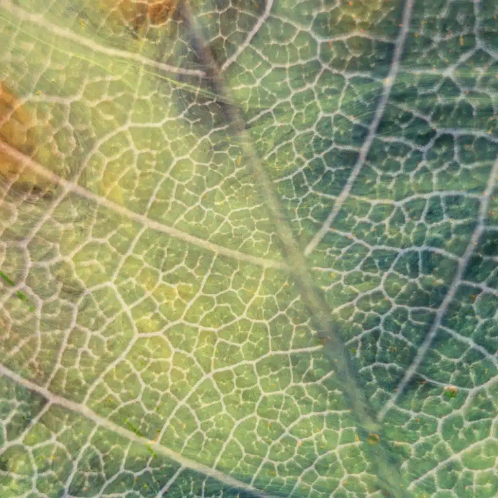 Dear Gravity & We Dream of Eden