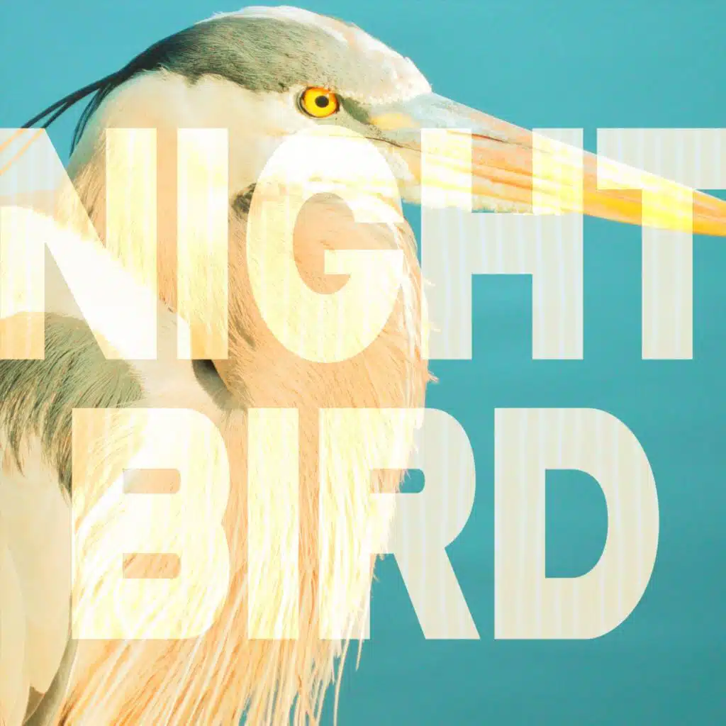 Night Bird