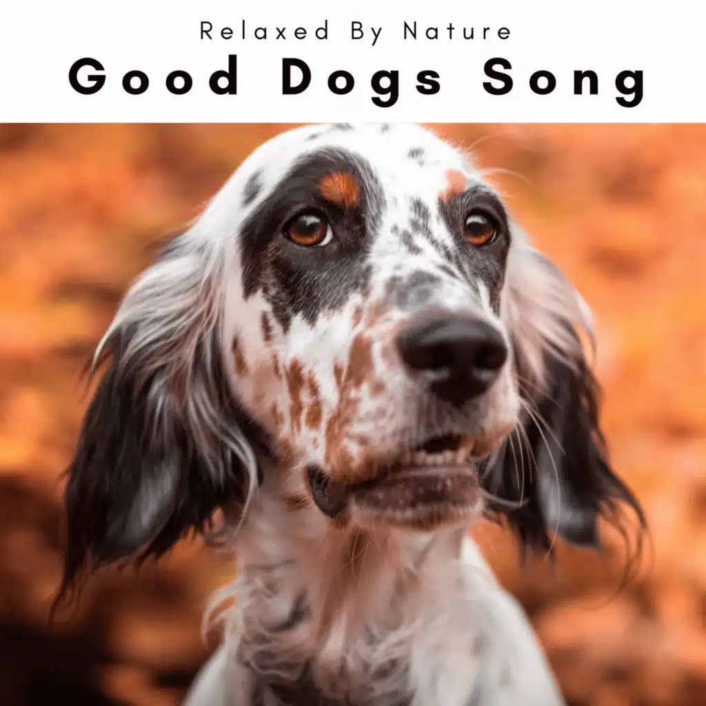 Dogs Music Therapy