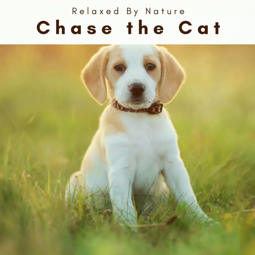 2022Chase the Cat