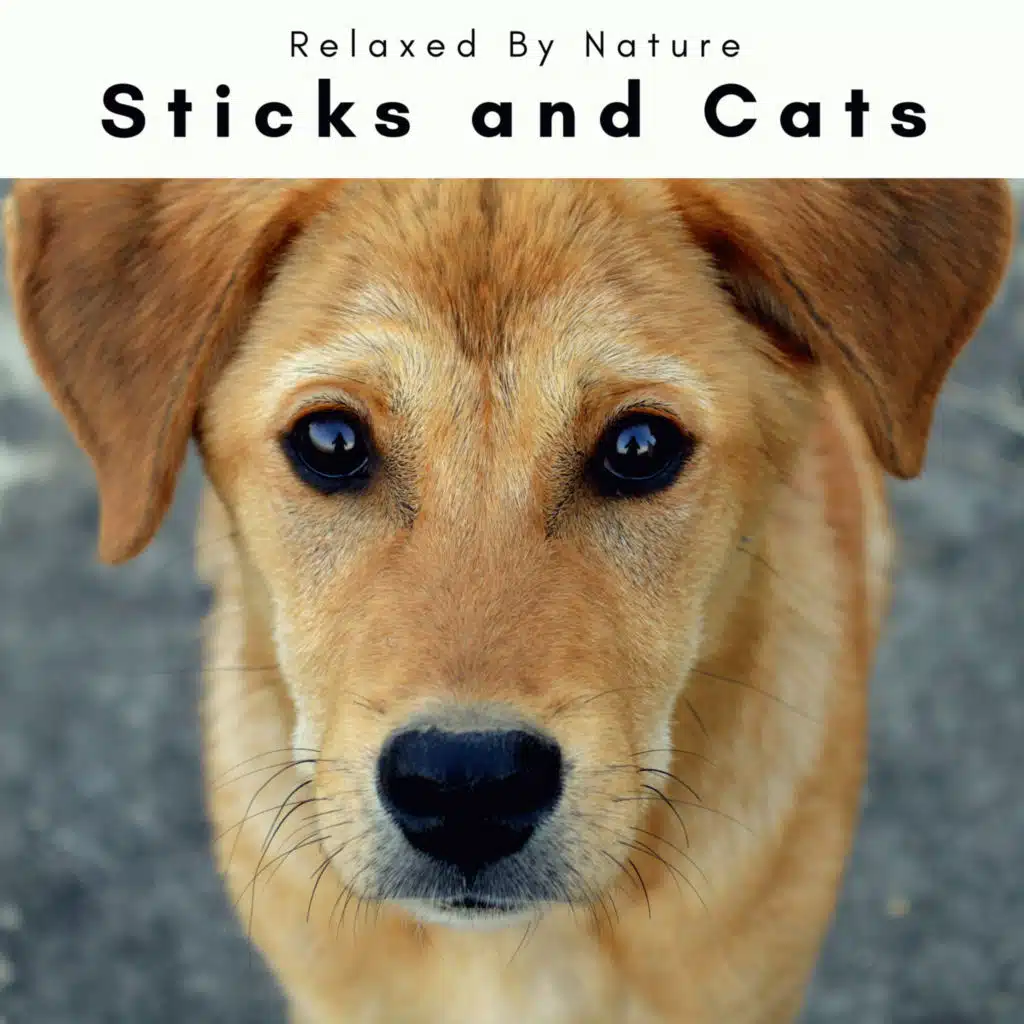 4 Dogs: Sticks and Cats