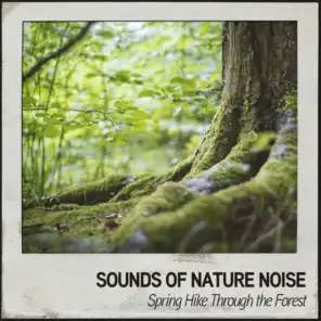 Sounds of Nature Noise: Spring Hike Through the Forest
