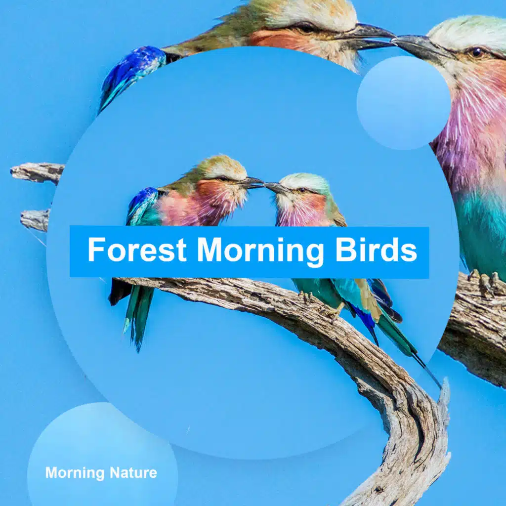Morning Nature