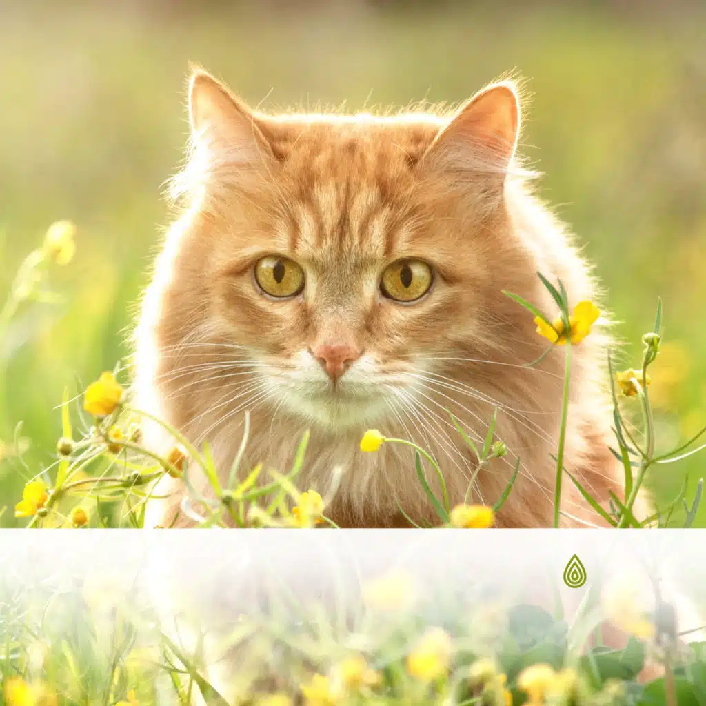 Forêt et Clair Océan Chaud