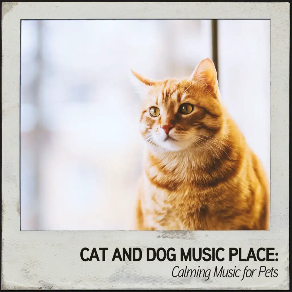 Calming Music for Cats