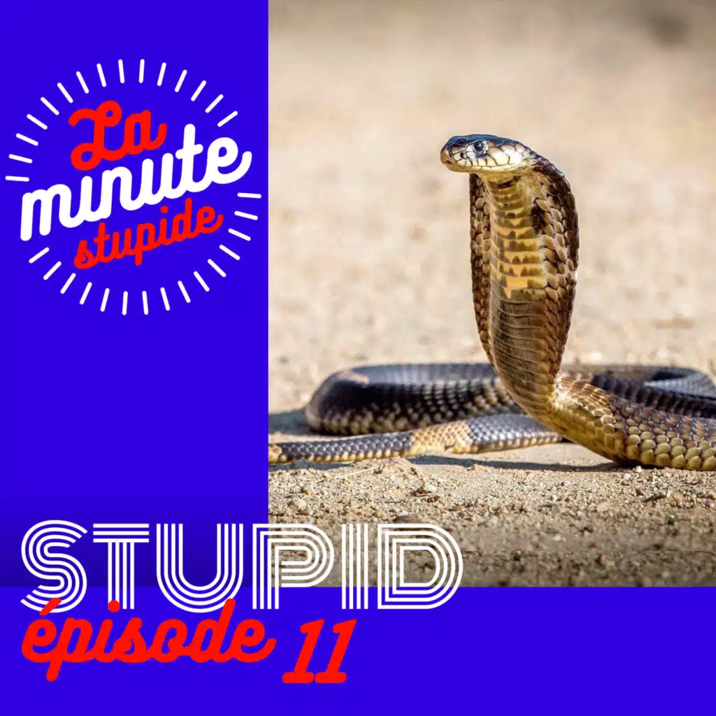 STUPID #11 - Le ventre du serpent
