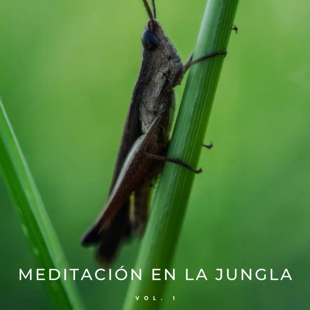 Meditación En La Jungla Vol. 1